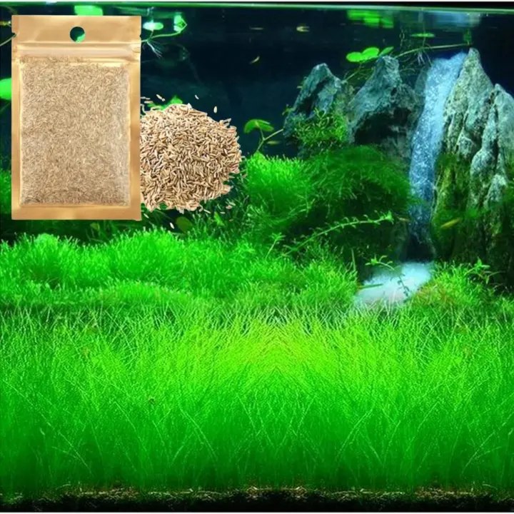 Freshwater Dwarf Carpet Plant Starter — Short Hair (1 Pack)