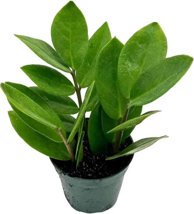 ZZ Plant (Zamioculcas zamiifolia) — Live Indoor Houseplant