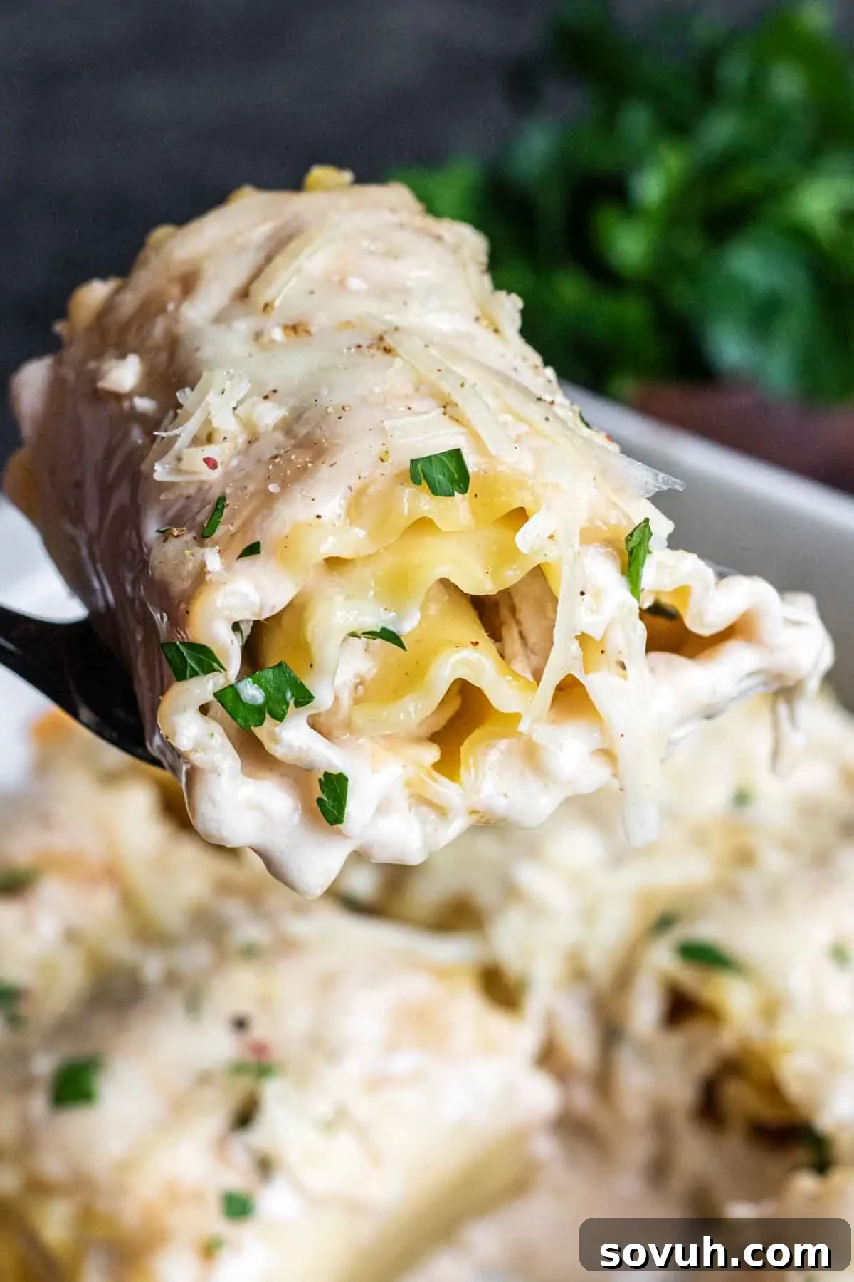 A close-up of a slice of creamy chicken alfredo lasagna roll on a fork, topped with grated cheese and parsley.