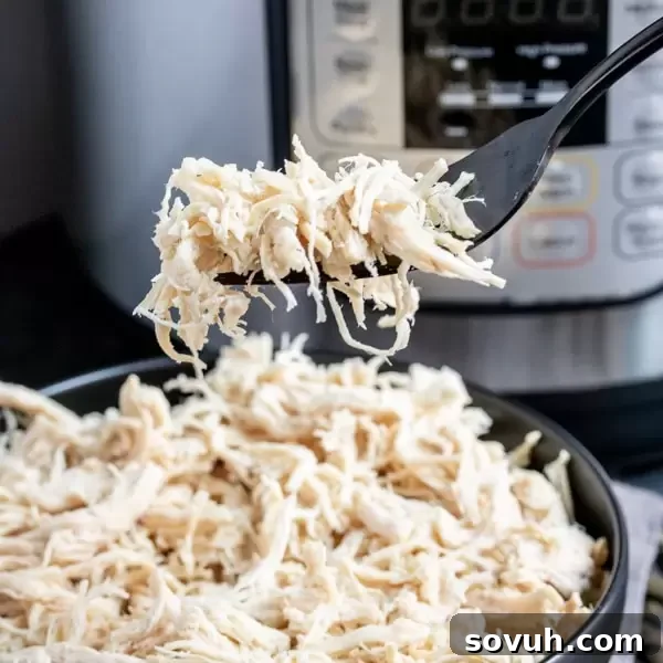 Perfectly cooked Instant Pot Shredded Chicken on a fork, ready for meal prep.