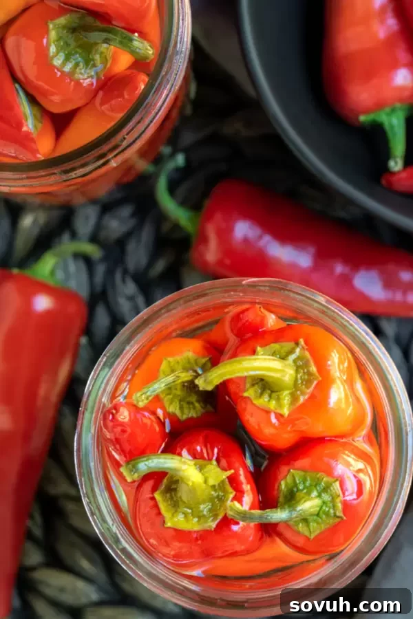 Jars of freshly made Pepper Sauce with hot peppers infusing in vinegar.