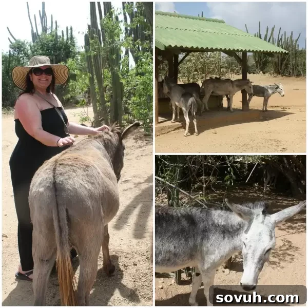 The donkey sanctuary Aruba