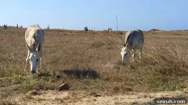Wild Donkeys Aruba