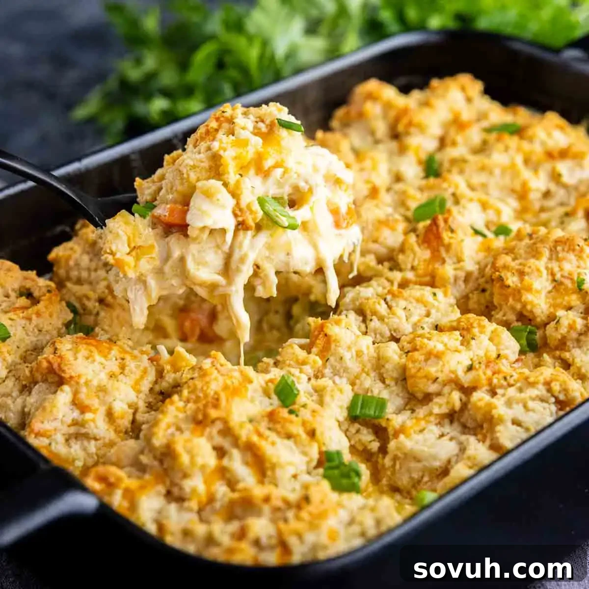A baking dish filled with biscuit-topped chicken cobbler, with a serving spoon lifting a portion to show the creamy filling and melted cheese.