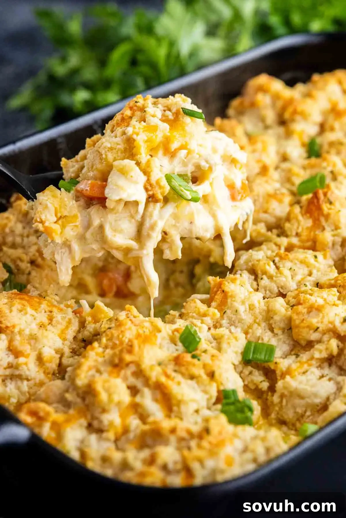 A baking dish filled with creamy chicken biscuit casserole, topped with golden biscuit pieces, reminiscent of a Red Lobster biscuit chicken casserole, and garnished with chopped green onions.
